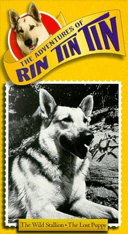 Rin Tin Tin II